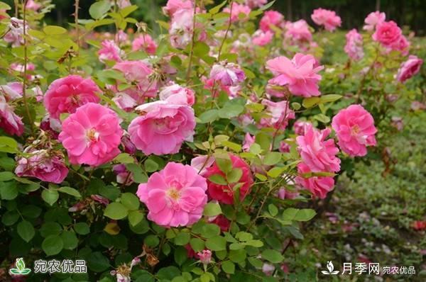 月季，市花之***，東西方的混血美人(圖6)