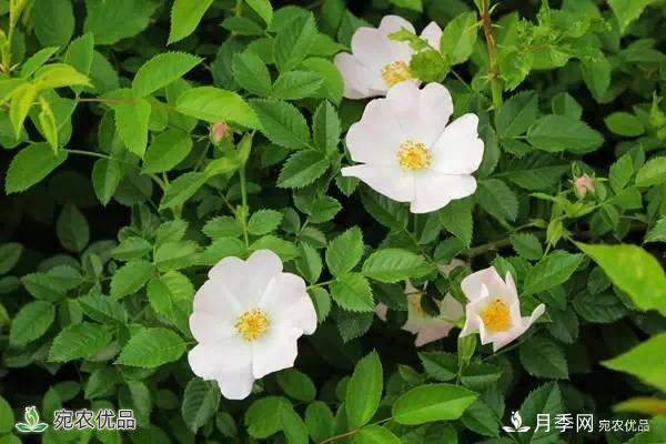 月季，市花之***，東西方的混血美人(圖4)
