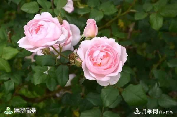 月季，市花之***，東西方的混血美人(圖7)