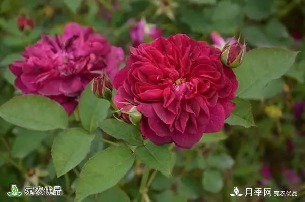月季，市花之***，東西方的混血美人(圖5)