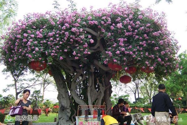 古樁月季不一樣的樹狀月季，還可以開出各色的彩色月季樹(圖1)