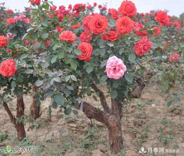 古樁月季不一樣的樹狀月季，還可以開出各色的彩色月季樹(圖3)