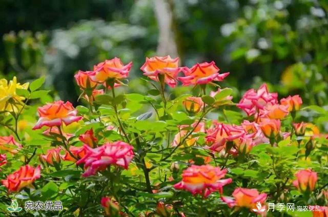 今年鄭州馬路邊的樹狀月季花為什么開這么大？ 原有妙招！(圖2)
