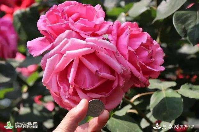 今年鄭州馬路邊的樹狀月季花為什么開這么大？ 原有妙招！(圖1)