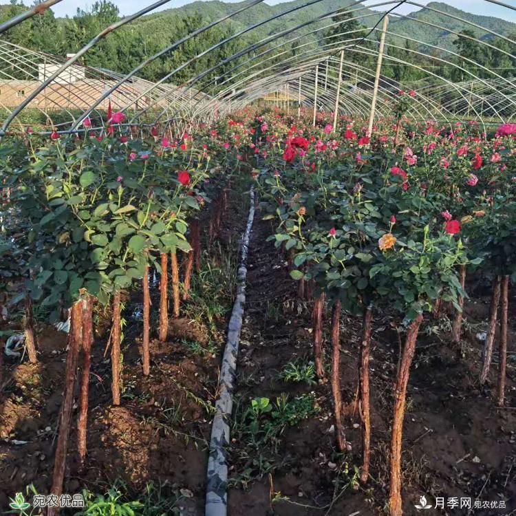 3公分月季樹批發(fā)價格，河南樹狀月季基地新報價(圖4)