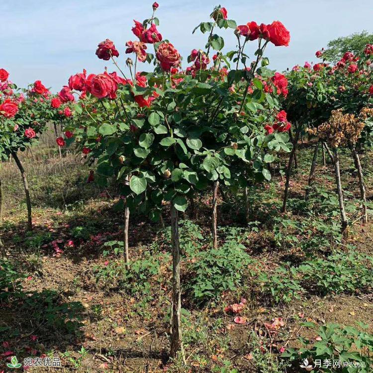3公分月季樹批發(fā)價格，河南樹狀月季基地新報價(圖3)