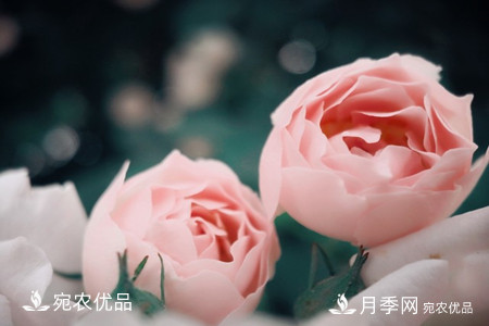 還是容易分的，月季花和薔薇花的區(qū)別(圖7)