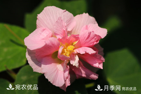 還是容易分的，月季花和薔薇花的區(qū)別(圖6)