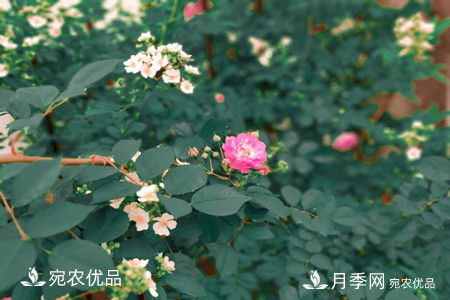 還是容易分的，月季花和薔薇花的區(qū)別(圖5)
