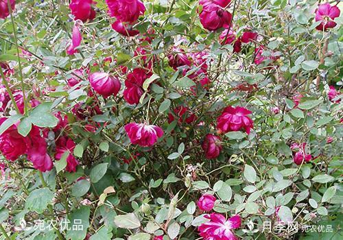 月季強筍怎么處理？(圖2)