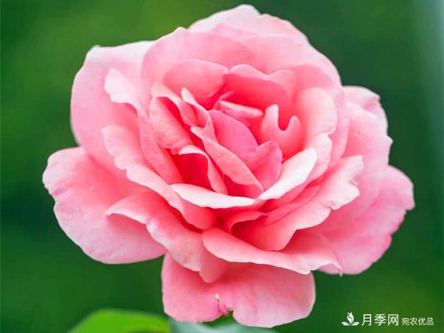 夏季這些月計劃品種要遮陰，不然花苞會枯萎(圖2)