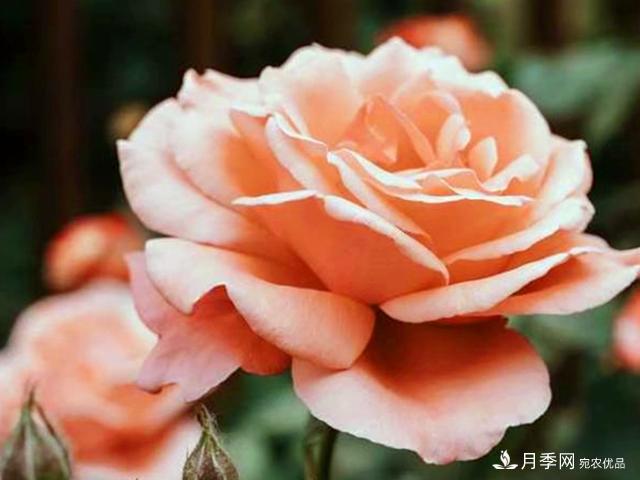 夏季這些月計劃品種要遮陰，不然花苞會枯萎(圖3)