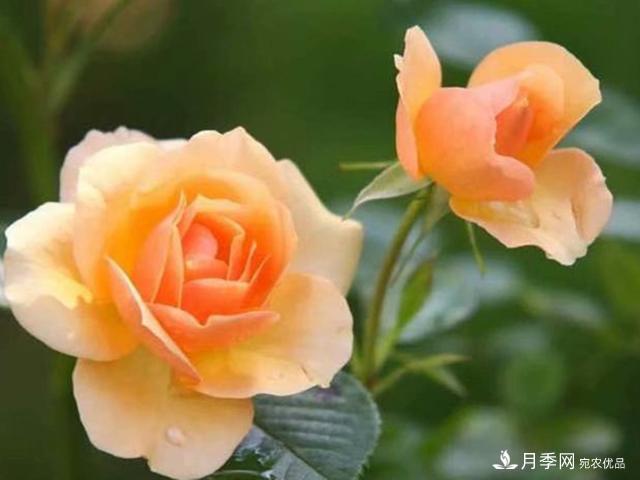 夏季這些月計劃品種要遮陰，不然花苞會枯萎(圖4)
