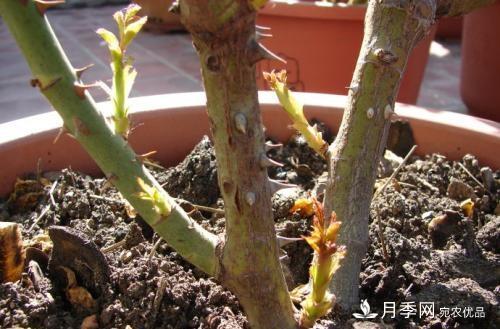 月季養(yǎng)護(hù)下開幾茬花，從夏開到深秋，更不會招惹蟲子(圖3)