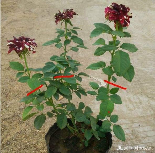 月季養(yǎng)護(hù)下開幾茬花，從夏開到深秋，更不會招惹蟲子(圖4)
