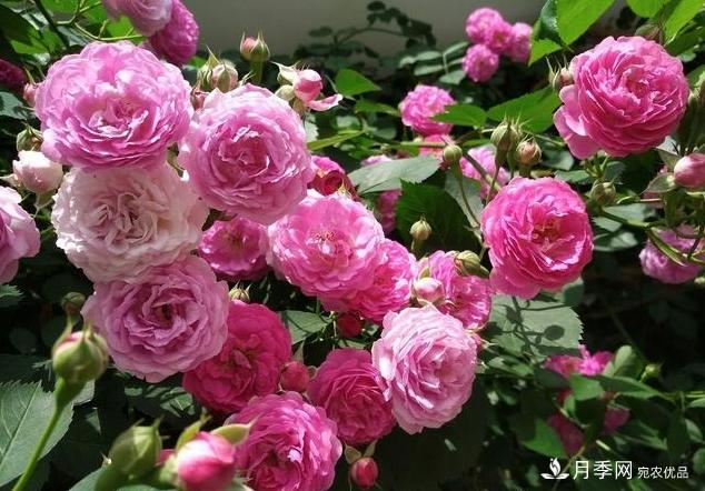 月季花友如何給家里月季栽培管理，開出一片花海(圖1)