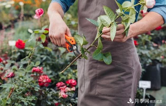 月季花友如何給家里月季栽培管理，開出一片花海(圖2)