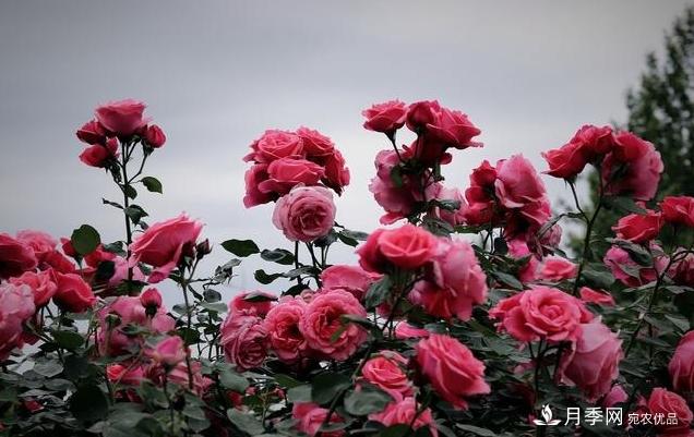 月季花友如何給家里月季栽培管理，開出一片花海(圖4)