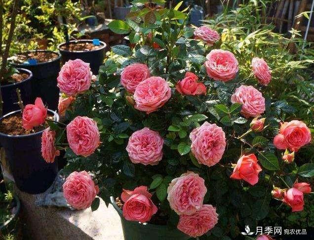 月季病害多開(kāi)花少？這2件事養(yǎng)護(hù)要常做，葉茂花更旺(圖1)