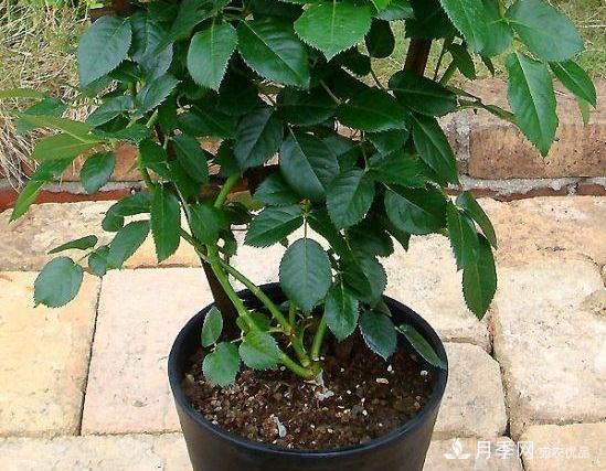 月季病害多開(kāi)花少？這2件事養(yǎng)護(hù)要常做，葉茂花更旺(圖2)