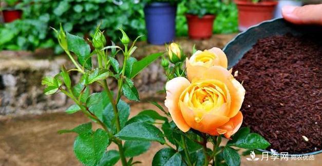 月季病害多開(kāi)花少？這2件事養(yǎng)護(hù)要常做，葉茂花更旺(圖3)