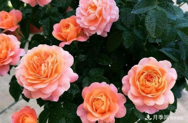 月季病害多開(kāi)花少？這2件事養(yǎng)護(hù)要常做，葉茂花更旺(圖4)