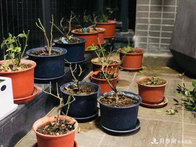 盆栽月季3年沒“換土”，新芽反而咻咻冒，花盆都裝不下！(圖8)
