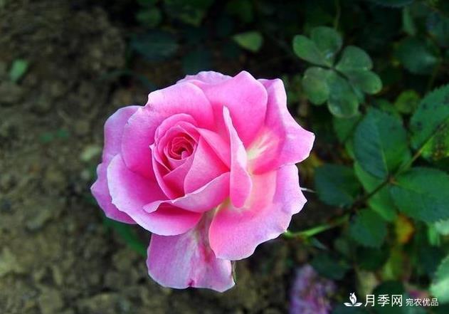 夏天月季長(zhǎng)得好，這幾點(diǎn)要求要做到(圖1)