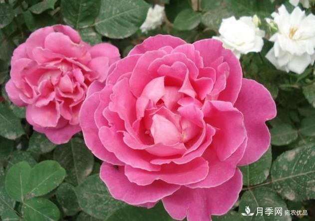 夏天月季長(zhǎng)得好，這幾點(diǎn)要求要做到(圖2)