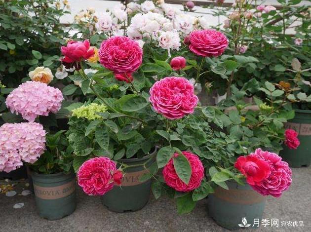 月季花這么漂亮，為什么有人說(shuō)不能種在家里呢(圖3)