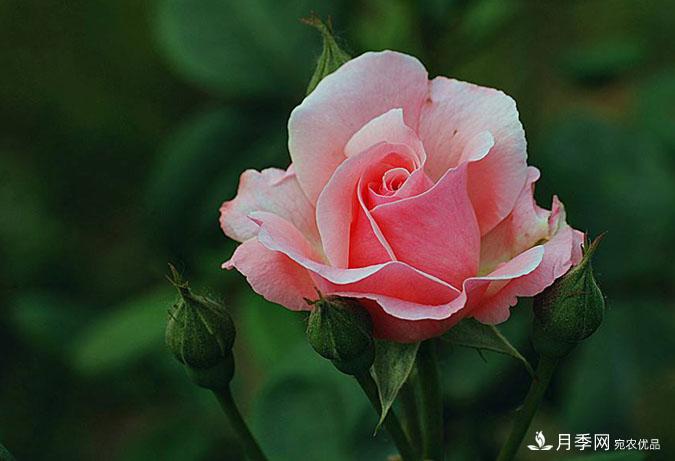 月季花的栽培管理要點(diǎn)有哪些？(圖1)