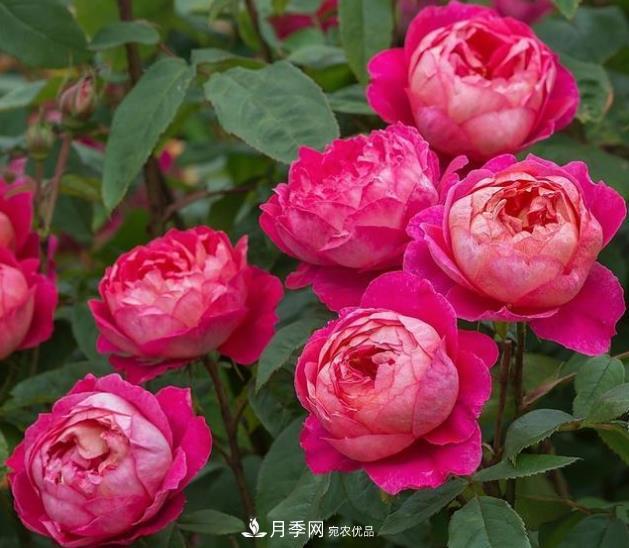 不同品種月季間隔多遠(yuǎn)種一顆***合適？太稀影響開花效果，太密植株長勢不好(圖1)