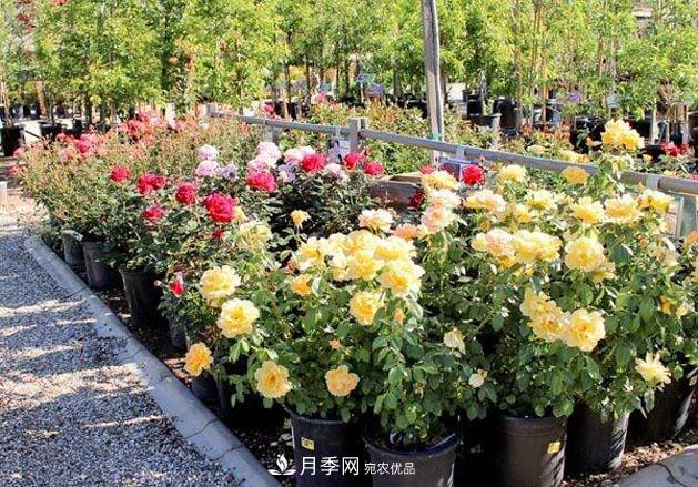 不同品種月季間隔多遠(yuǎn)種一顆***合適？太稀影響開花效果，太密植株長勢不好(圖4)