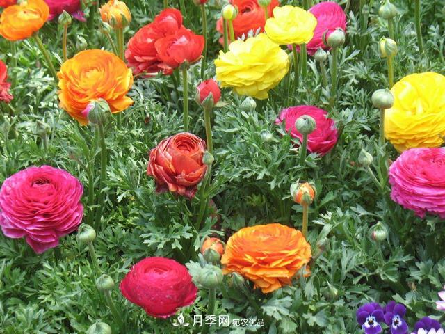 此花頗有牡丹花容顏，花毛茛色彩鮮艷且非常豐富(圖3)
