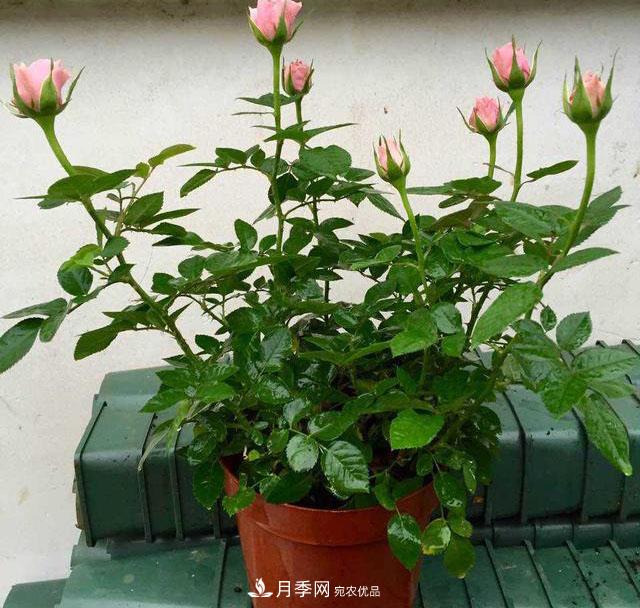 月季3年沒換土，新芽反而咻咻冒，花盆都裝不下！(圖1)