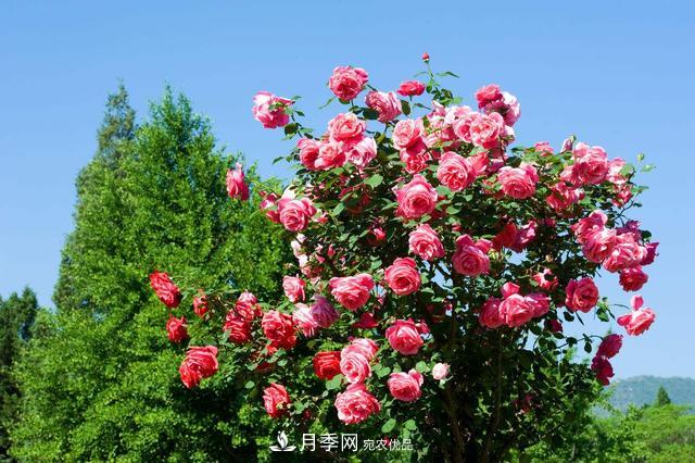 月季3年沒換土，新芽反而咻咻冒，花盆都裝不下！(圖2)