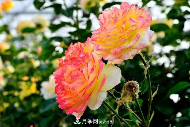 月季3年沒換土，新芽反而咻咻冒，花盆都裝不下！(圖3)