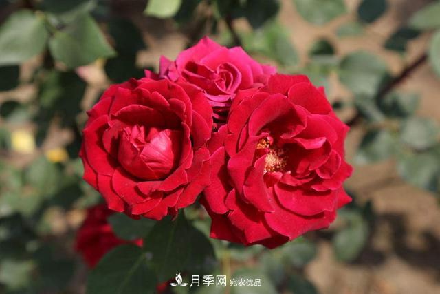月季3年沒換土，新芽反而咻咻冒，花盆都裝不下！(圖4)