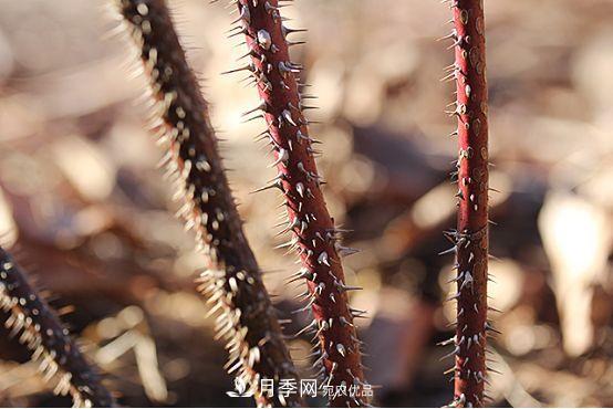 玫瑰、月季分不清？你買的玫瑰可能都是月季！(圖2)