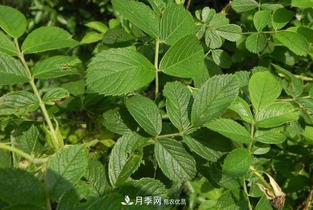 玫瑰、月季分不清？你買的玫瑰可能都是月季！(圖3)