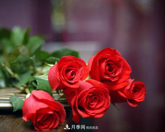 玫瑰、月季分不清？你買的玫瑰可能都是月季！(圖5)