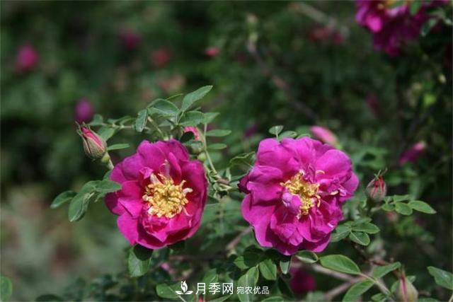 玫瑰、月季分不清？你買的玫瑰可能都是月季！(圖4)