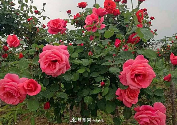 美麗的南陽月季！新時代的科學技術樹狀嫁接改變了月季的命運(圖1)
