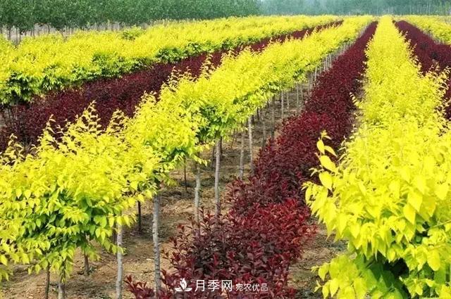 世界金色看中國，中國人自己的彩葉樹金葉榆(圖1)