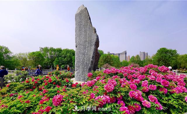 山東有三大花都，盛產(chǎn)牡丹、月季、玫瑰，看看是哪里(圖1)