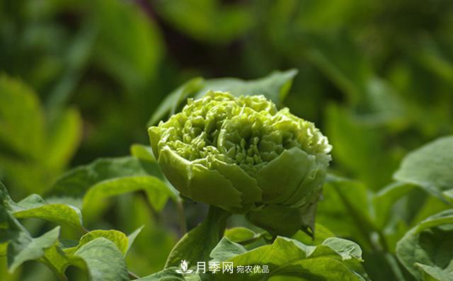 山東有三大花都，盛產(chǎn)牡丹、月季、玫瑰，看看是哪里(圖2)