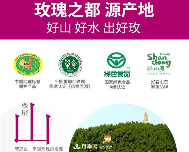 山東有三大花都，盛產(chǎn)牡丹、月季、玫瑰，看看是哪里(圖4)