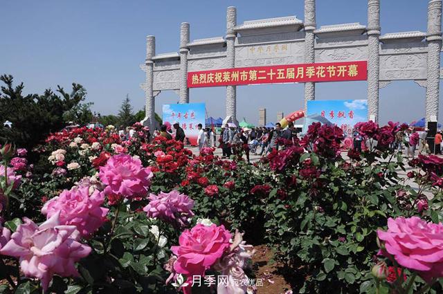 山東有三座城市以花聞名，除了菏澤牡丹平陰玫瑰，還有萊州月季之都(圖2)