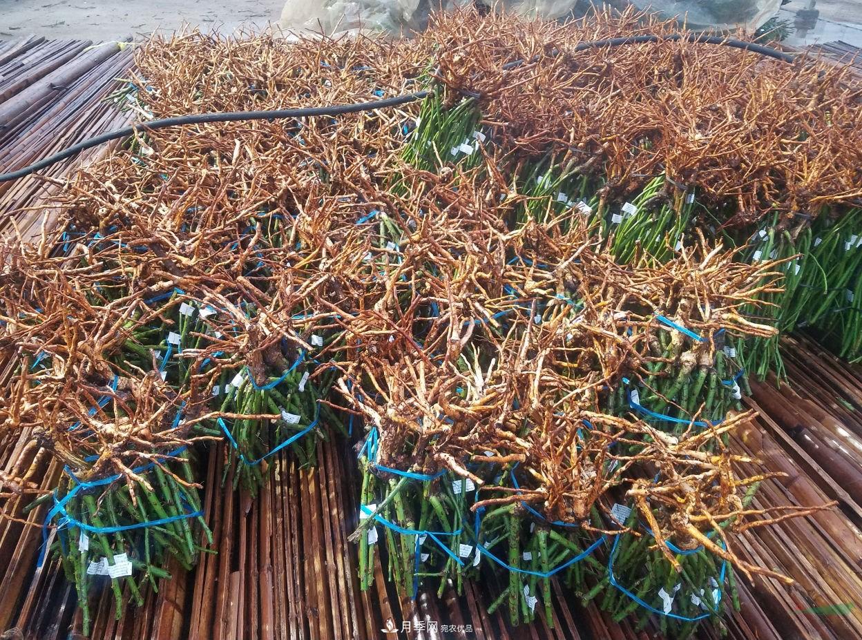 南陽月季基地首批出口月季種苗啟運發(fā)往韓國(圖3)