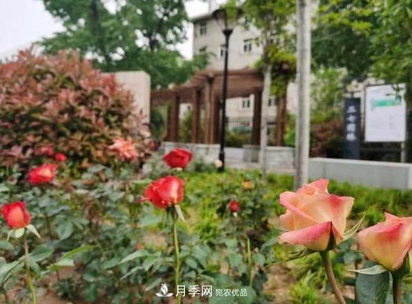 讓月季花開滿全城！河南鄭州將建多個月季景觀主題公園！(圖1)